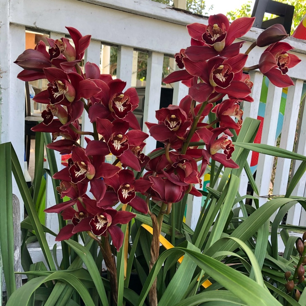 Meet your Posher, Benita